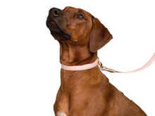 Cargar imagen en el visor de la galería, Correa Flamingo para perros - Selvaggiopets