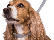 Cargar imagen en el visor de la galería, Correa Piedra para perros - Selvaggiopets