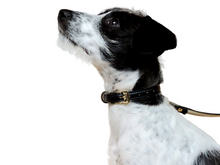 Cargar imagen en el visor de la galería, Correa Carbón para perros - Selvaggiopets