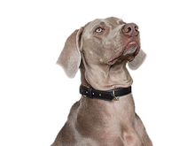 Cargar imagen en el visor de la galería, Collar Carbón para perros - Selvaggiopets