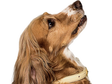 Cargar imagen en el visor de la galería, Collar Pastel Amarillo para perros - Selvaggiopets