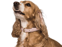 Cargar imagen en el visor de la galería, Collar Flamingo para perros - Selvaggiopets