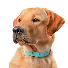 Cargar imagen en el visor de la galería, Collar Aguamarina para perros - Selvaggiopets