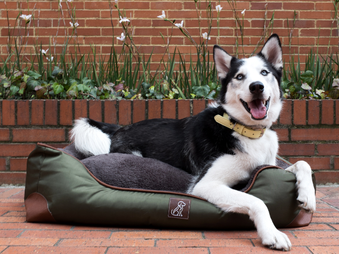 Cama para perro verde