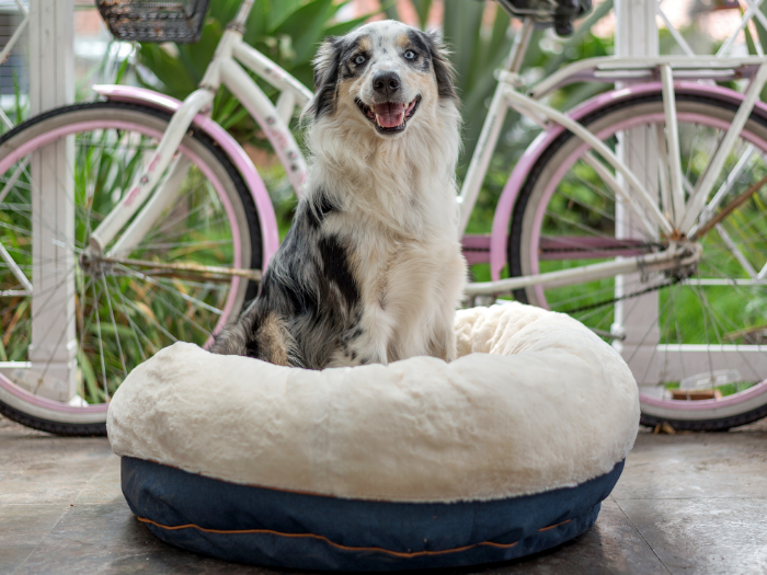 Cama de discount perro con rueda